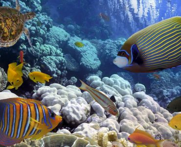 Biodiversidad