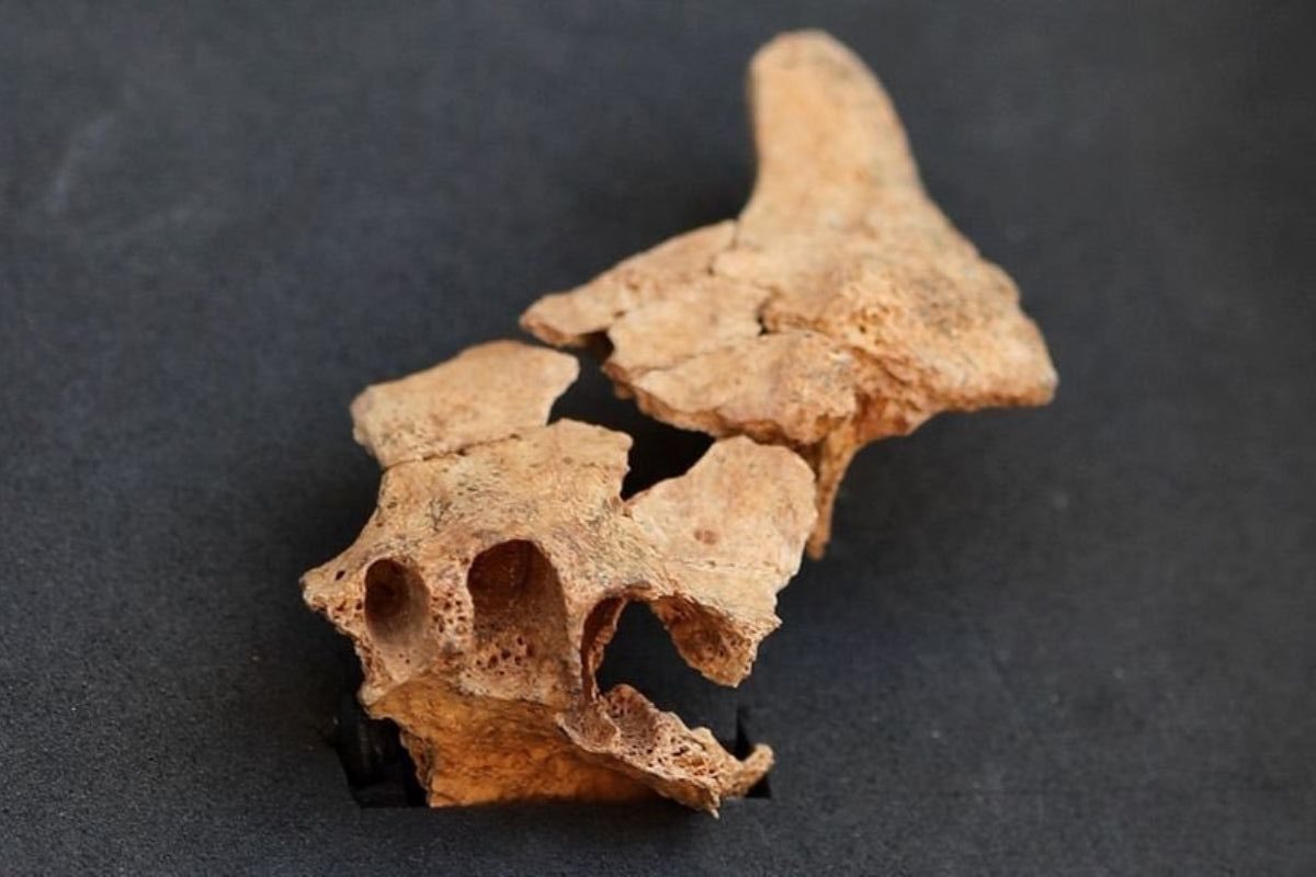 Fósil humano más antiguo