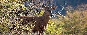 huemul