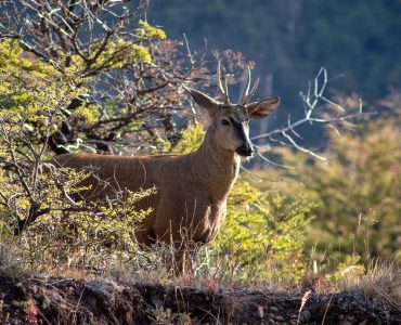 huemul