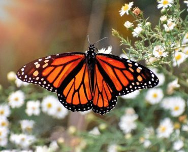 La Mariposa Monarca