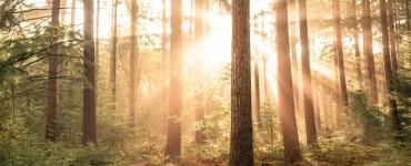 El Gobierno de Chubut capacita a docentes en la protección de bosques