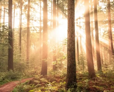 El Gobierno de Chubut capacita a docentes en la protección de bosques