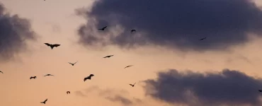Científicos del CONICET descubren cómo comenzaron a volar los murciélagos 