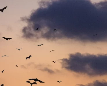 Científicos del CONICET descubren cómo comenzaron a volar los murciélagos 
