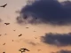 Científicos del CONICET descubren cómo comenzaron a volar los murciélagos 