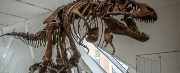 Investigadores del CONICET descubren restos de un titanosaurio que vivió hace 66 millones de años