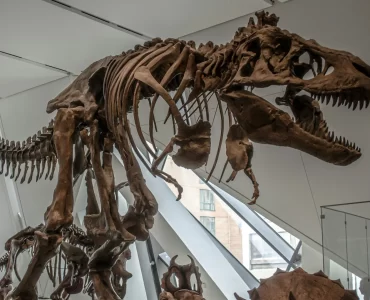 Investigadores del CONICET descubren restos de un titanosaurio que vivió hace 66 millones de años