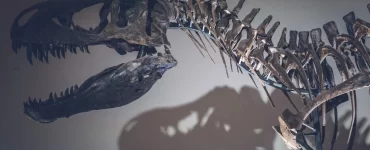 Descubren en Chubut una nueva especie de dinosaurio que vivió hace 69 millones de años