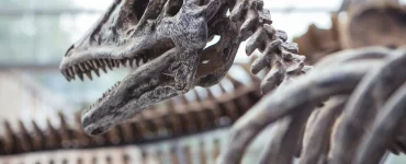 Descubren en Neuquén una nueva especie de dinosaurio carnívoro que vivió hace aproximadamente 83 millones de años