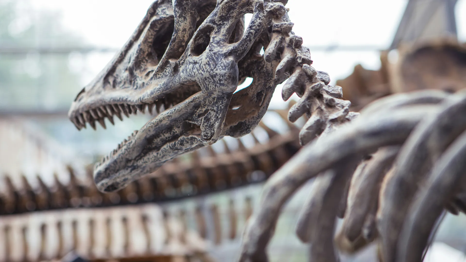 Descubren en Neuquén una nueva especie de dinosaurio carnívoro que vivió hace aproximadamente 83 millones de años
