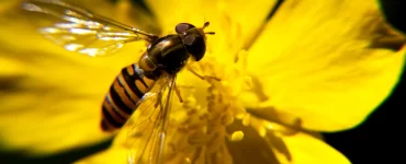 El CONICET busca impulsar proyectos científicos para conservar la biodiversidad