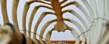 El hallazgo de un gliptodonte develó la presencia humana más antigua de Sudamérica