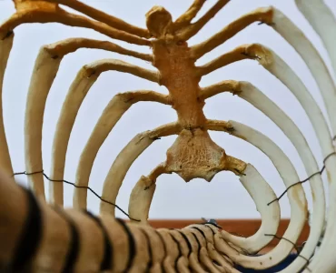 El hallazgo de un gliptodonte develó la presencia humana más antigua de Sudamérica
