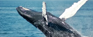 Una investigación develó información clave de la alimentación de las ballenas en Península Valdés