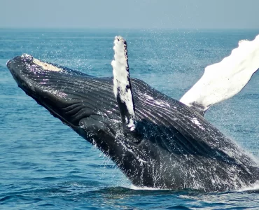 Una investigación develó información clave de la alimentación de las ballenas en Península Valdés