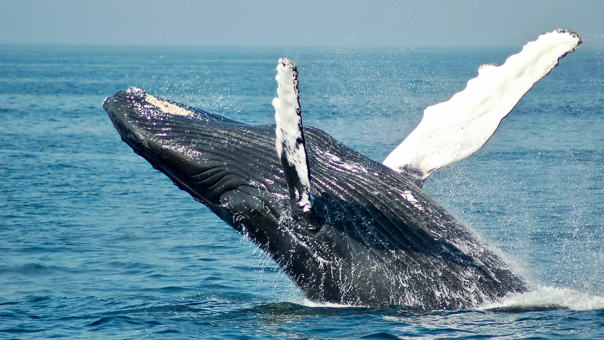 Una investigación develó información clave de la alimentación de las ballenas en Península Valdés