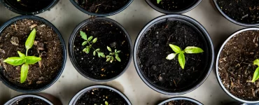 La Escuela de Jardinería de Rosario dictará cursos gratuitos