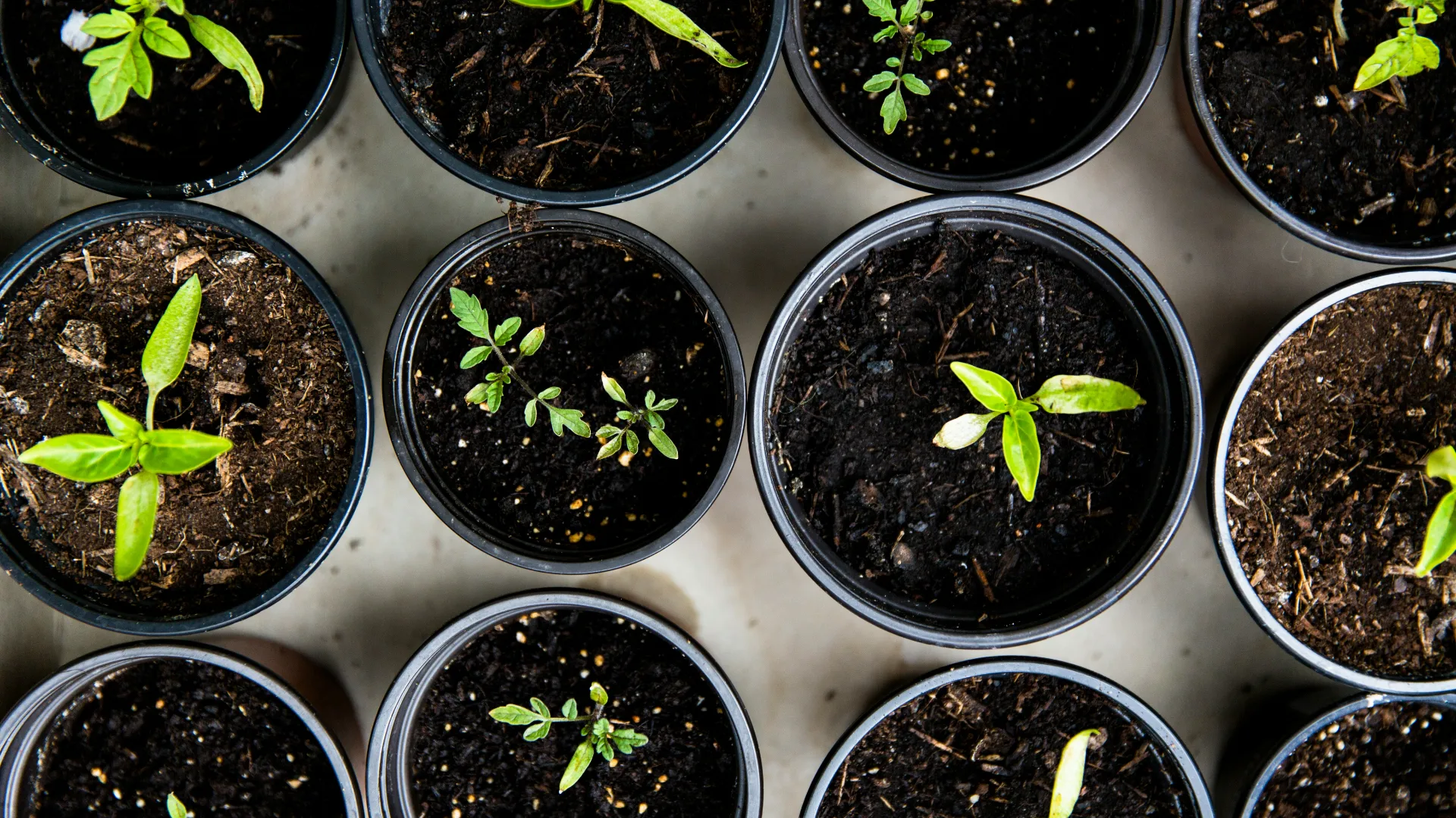 La Escuela de Jardinería de Rosario dictará cursos gratuitos