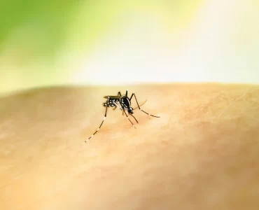 Descubren una mutación genética en mosquitos transmisores del dengue relacionada al uso de insecticidas