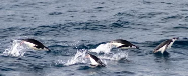 Científicos crearon herramienta para detectar el origen de organismos en el Mar Argentino