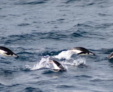 Científicos crearon herramienta para detectar el origen de organismos en el Mar Argentino