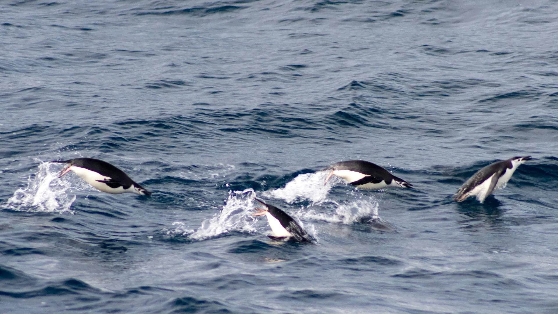 Científicos crearon herramienta para detectar el origen de organismos en el Mar Argentino