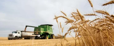 Una investigación del CONICET podría ser clave para mejorar el rendimiento de la cosecha