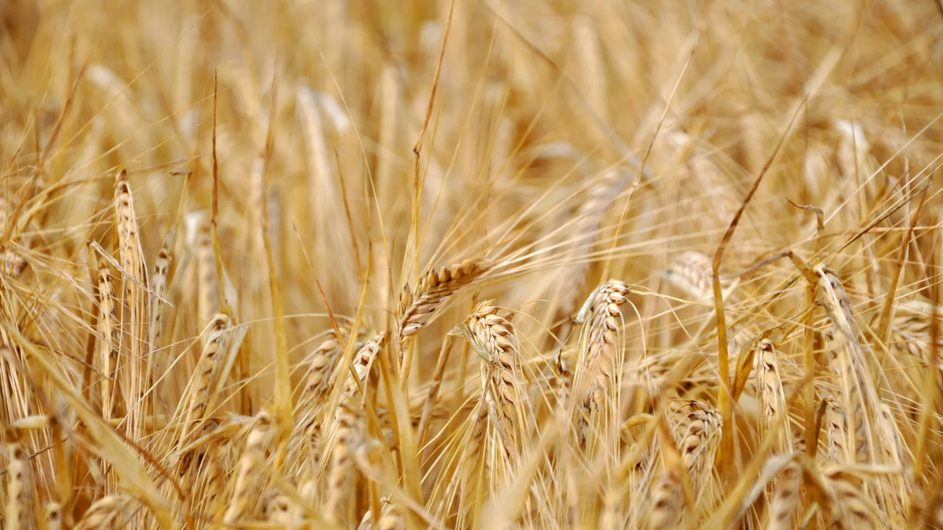 Estados Unidos aprobó el cultivo del trigo tolerante a la sequía desarrollado por el CONICET