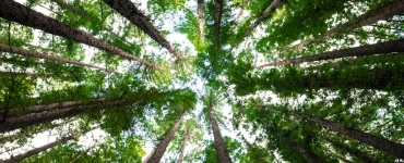 Educación ambiental: más de 500 estudiantes de Rosario recibieron capacitación en cuidado de árboles
