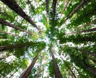 Educación ambiental: más de 500 estudiantes de Rosario recibieron capacitación en cuidado de árboles