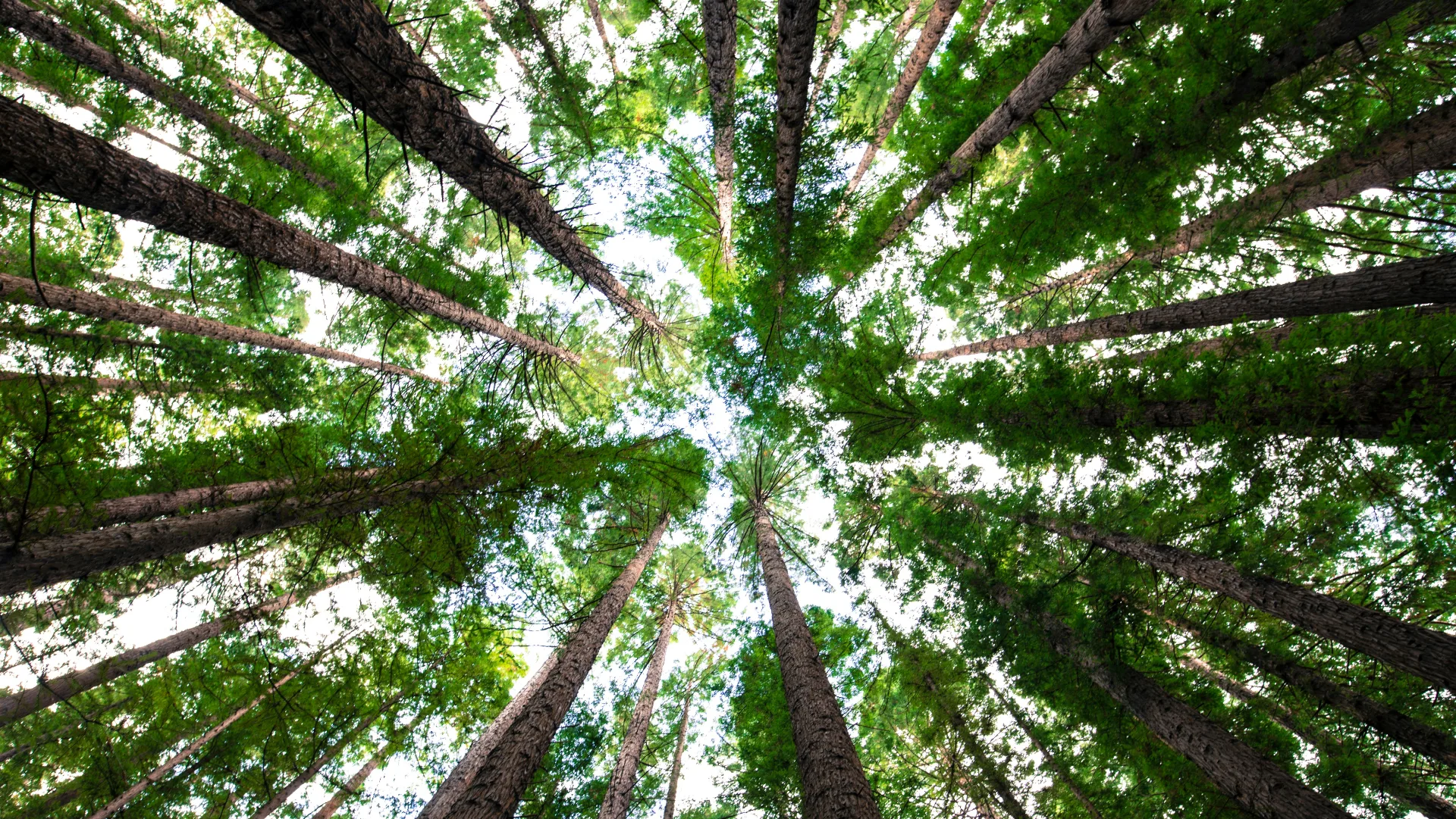 Educación ambiental: más de 500 estudiantes de Rosario recibieron capacitación en cuidado de árboles