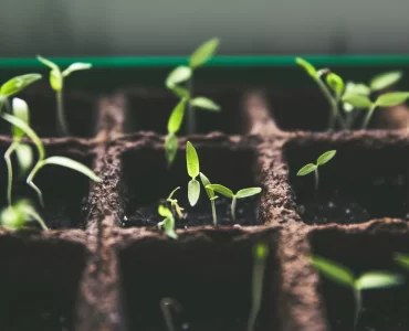 Dictarán cursos gratuitos de jardinería en Rosario: ¿cuáles son y dónde inscribirse?