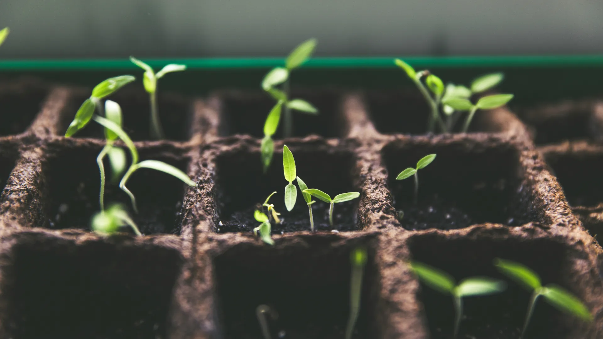 Dictarán cursos gratuitos de jardinería en Rosario: ¿cuáles son y dónde inscribirse?