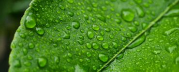 Eco